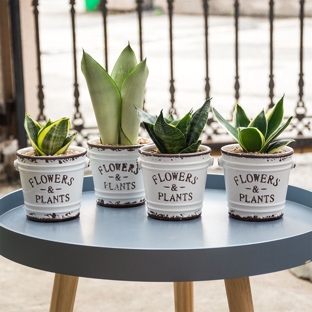 各种盆栽花卉养法,十种常见的绿植养护方法