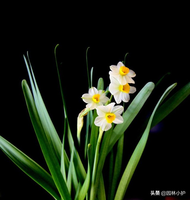 十大名花及其花语,世界上十大名花的花语