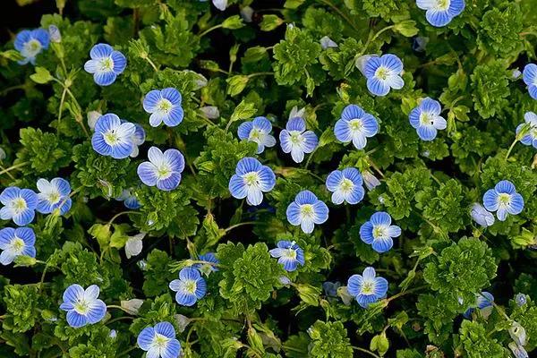 蓝紫色花系植物,蓝紫色系花境植物
