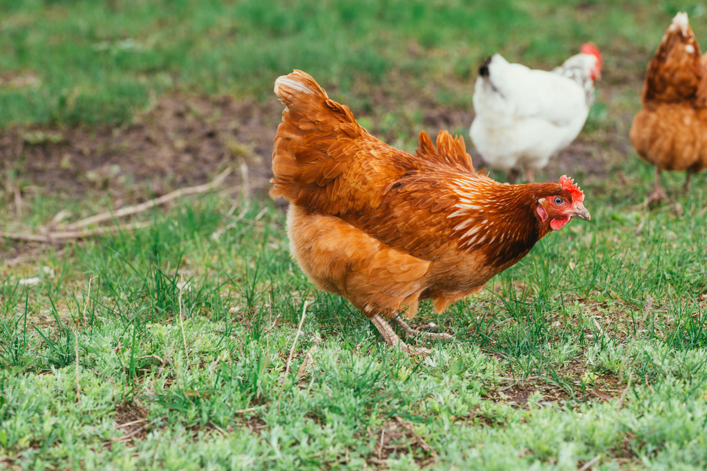 养鸡技术鸡体表各部位名称,鸡的自动化养殖技术有哪些