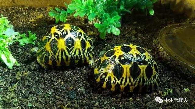 怎样的环境能让龟不会腐甲,如何用最便宜的龟养出华丽的感觉