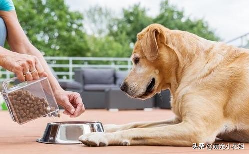 如何辨别狗粮好坏和选择的方法,狗粮泡水里怎么确认是好狗粮