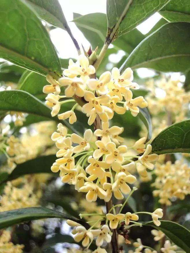 真正的中国十大名花,中国十大名花超漂亮