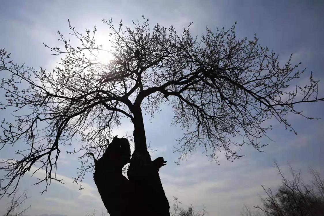 百年古杏林，似苍龙腾越，似雄鹰展翅，笔者带你走入这醉美的地方