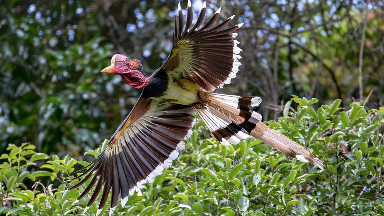 头骨最值钱鸟,头骨很珍贵的鸟