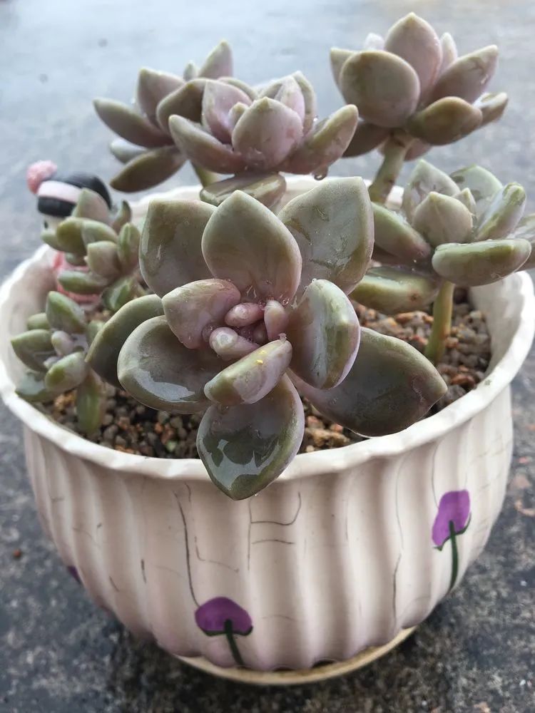 五颜六色的透明多肉,颜色超好看的多肉