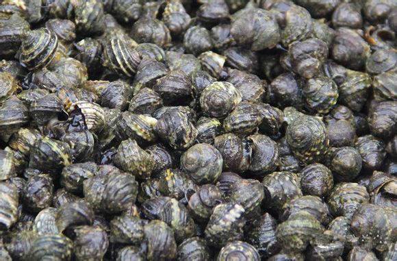 中国海鲜河鲜,市场河鲜海鲜种类大全