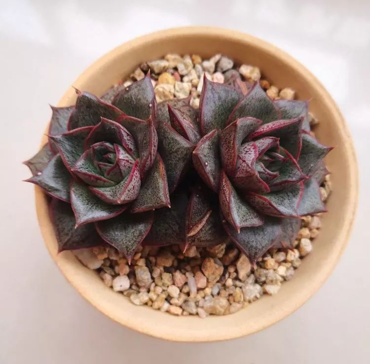 一花一世界多肉园艺,一花一世界一叶一菩提多肉植物