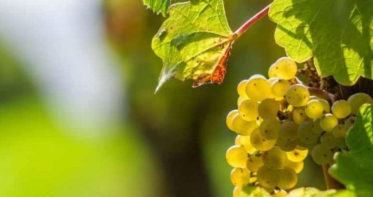 什么是达芬奇的葡萄美酒乐园?我们现在就带你研究