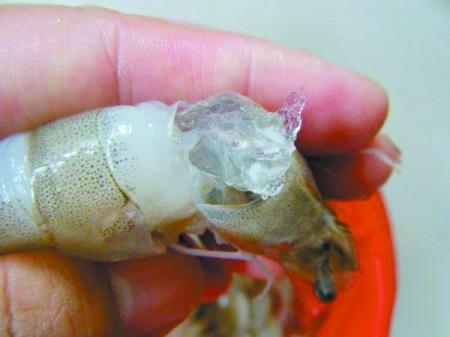 买大虾怎么挑选新鲜的,过年买虾啥时候买合适