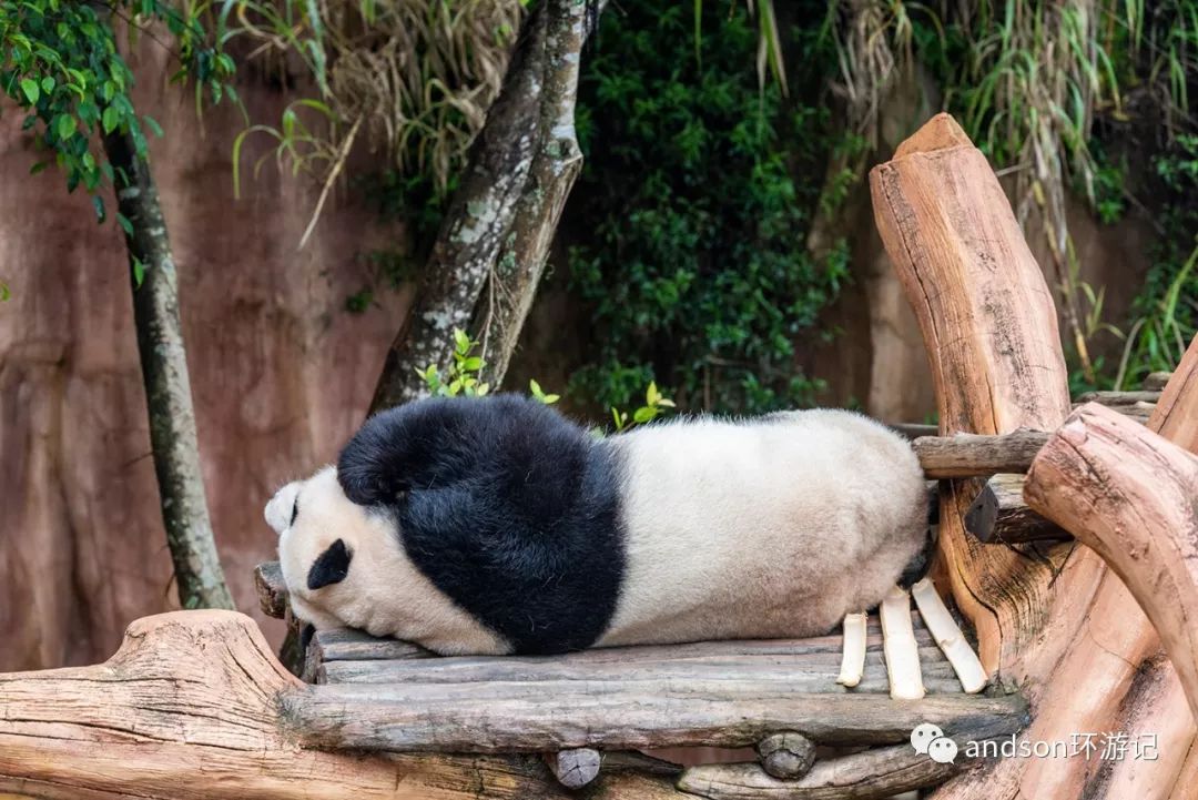 印尼你好怎么发音,印尼歌曲你好傻