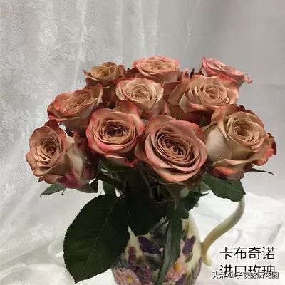 最好的进口玫瑰,进口玫瑰品种