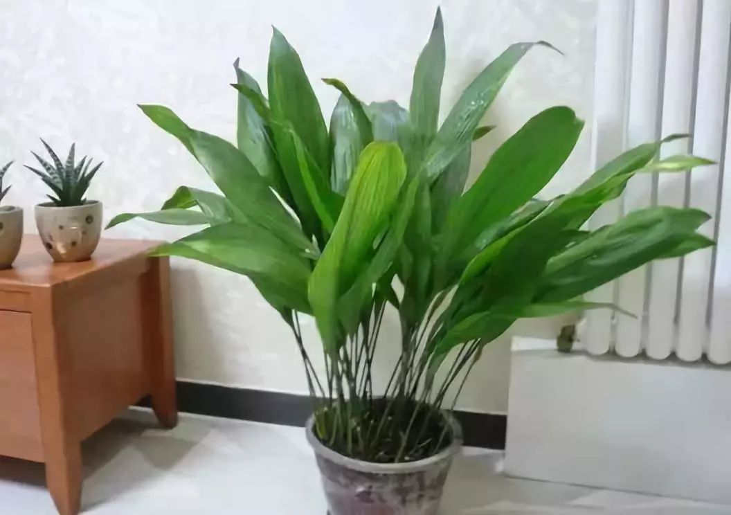 能吸甲醛的植物花卉,吸甲醛的十大植物有哪些