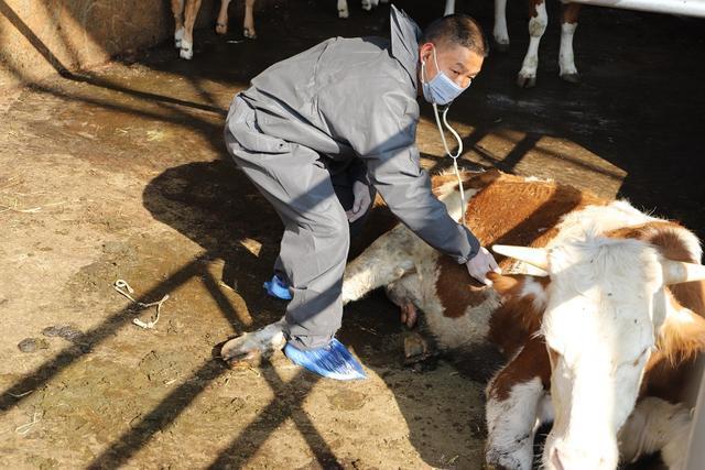 养牛挣钱还是养羊比较挣钱,到底养牛能赚钱还是养羊能赚钱