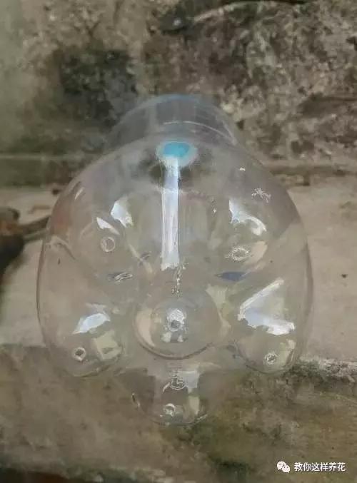 塑料瓶扔了就是扔钱！用来养花就是宝贝，看到了快捡！