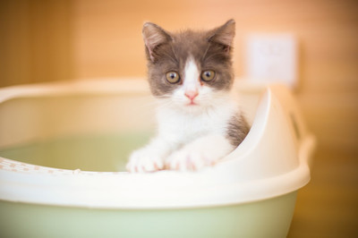 猫咪的尿液奇臭无比?那可能它的这项能力很厉害