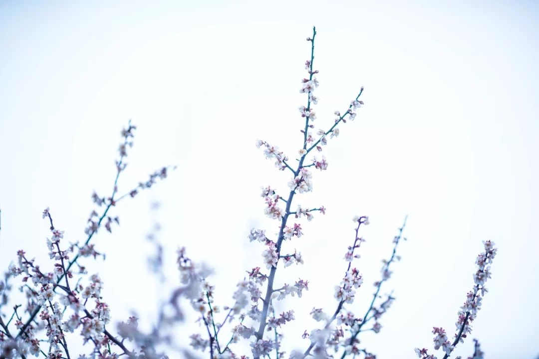 杭州孤山梅园图片,杭州赏梅园