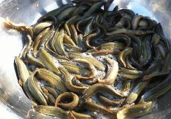 养泥鳅的视频,养泥鳅当宠物