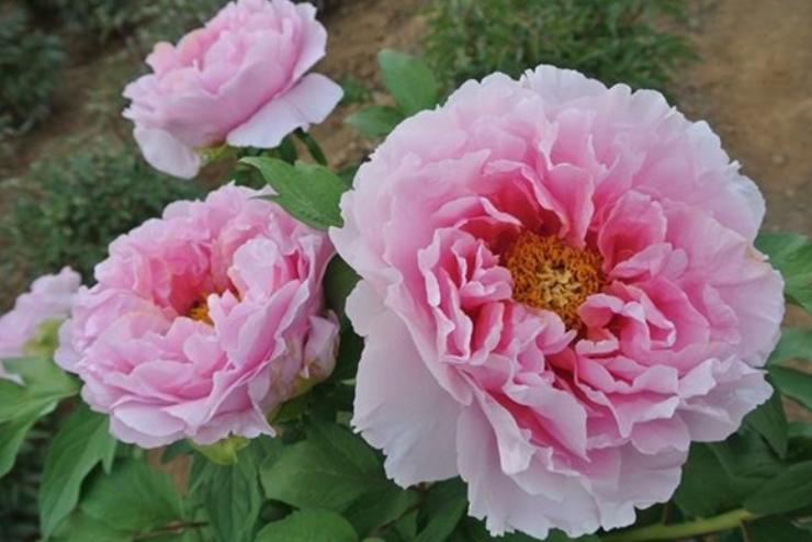 新到的牡丹树怎么栽种,种了几年的牡丹怎么移栽