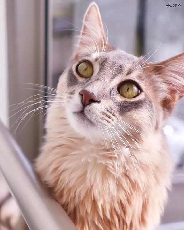 贵族阿比西尼亚猫,神秘的波斯猫