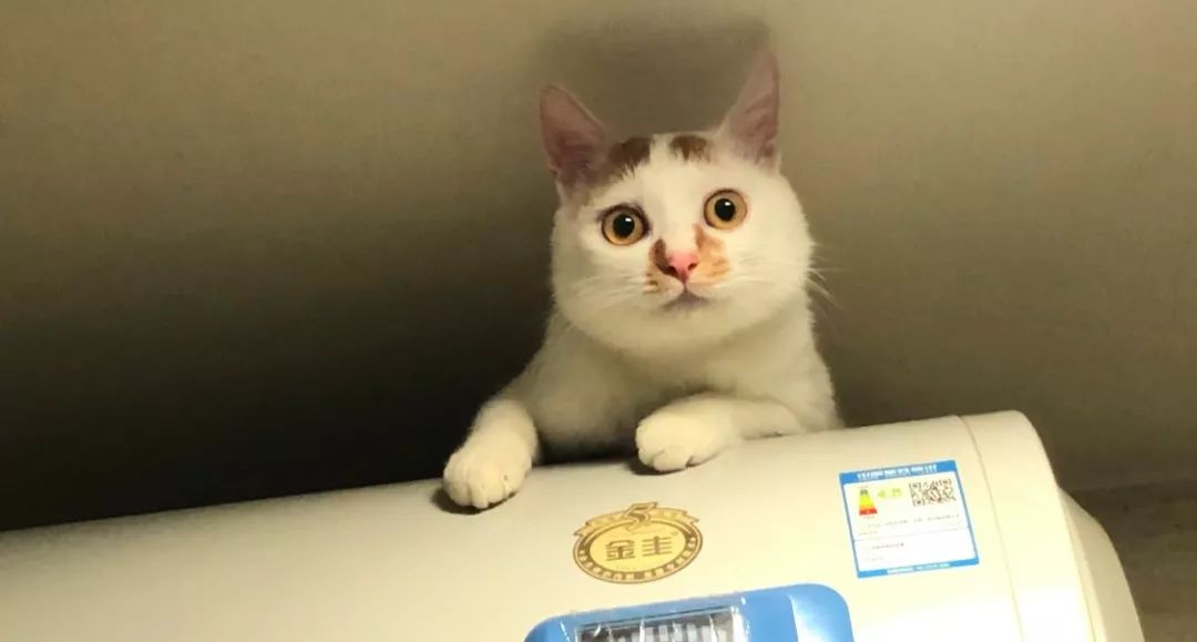 给宠物驱虫,给猫咪体外驱虫怎么驱虫