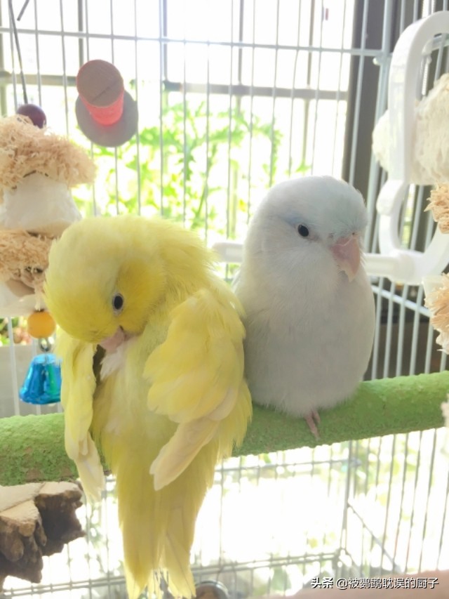 新手第一只鹦鹉如何买老司机教你四个选鸟窍门买鸟不再纠结