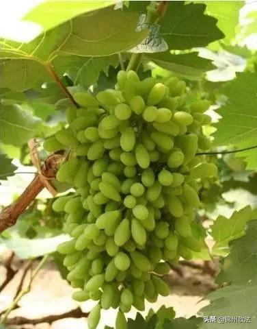 辽宁中国特色农产品优势区名单,辽宁特色农产品品牌有哪些