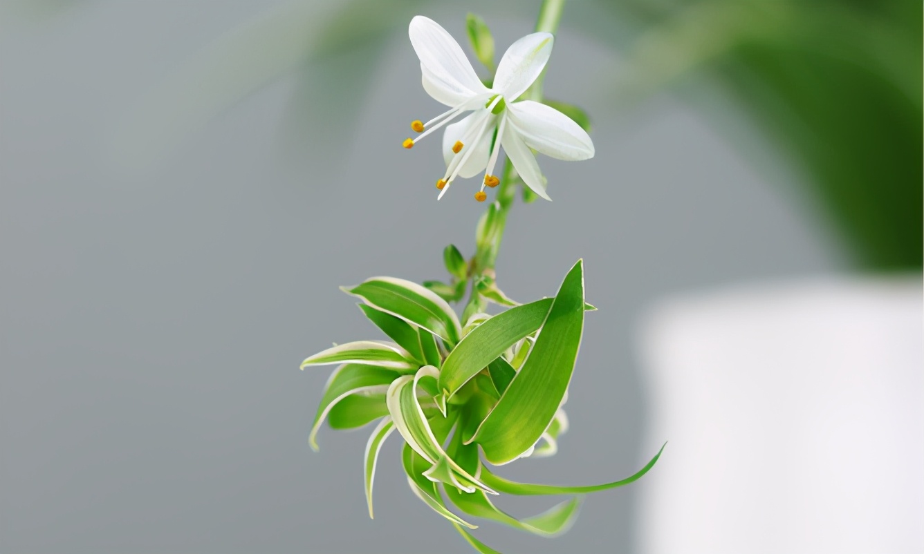 吊兰冻伤了怎么解决,吊兰在冬季被冻伤了还能救吗