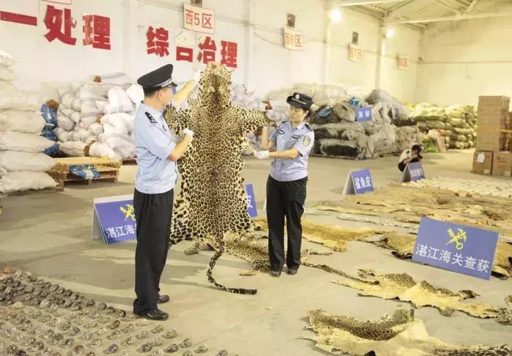 濒危野生动物案件判决,西盟野生动物保护刑事案例