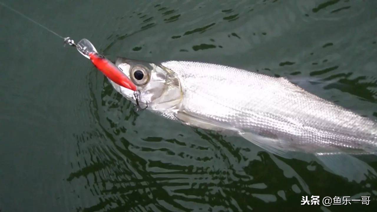 冬季铅头钩路亚翘嘴手法视频,冬季铅头钩路亚翘嘴如何确定水层