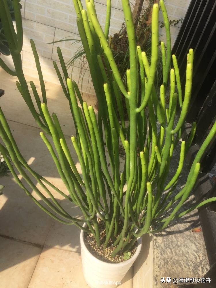 长在花盆里的树,长在花盆中的树