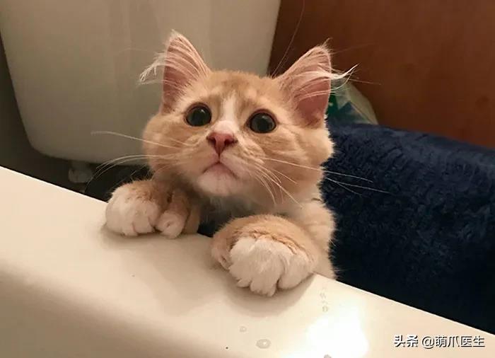 给猫剪指甲指甲劈开了有没有事了,给猫猫剪指甲失误