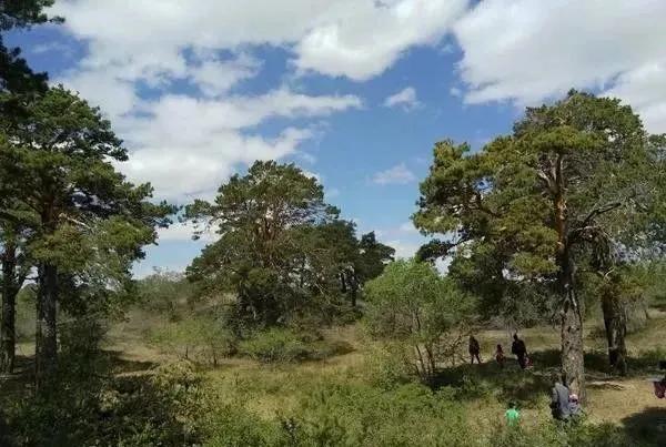 樟子松的种植方法和管理,樟子松苗前景怎么样