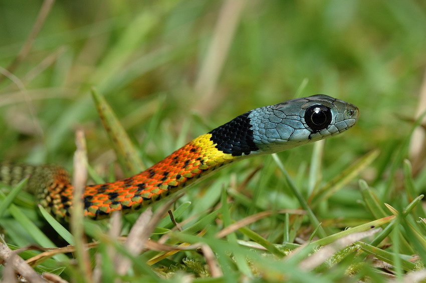 有毒蛇标志,有毒蛇的视频