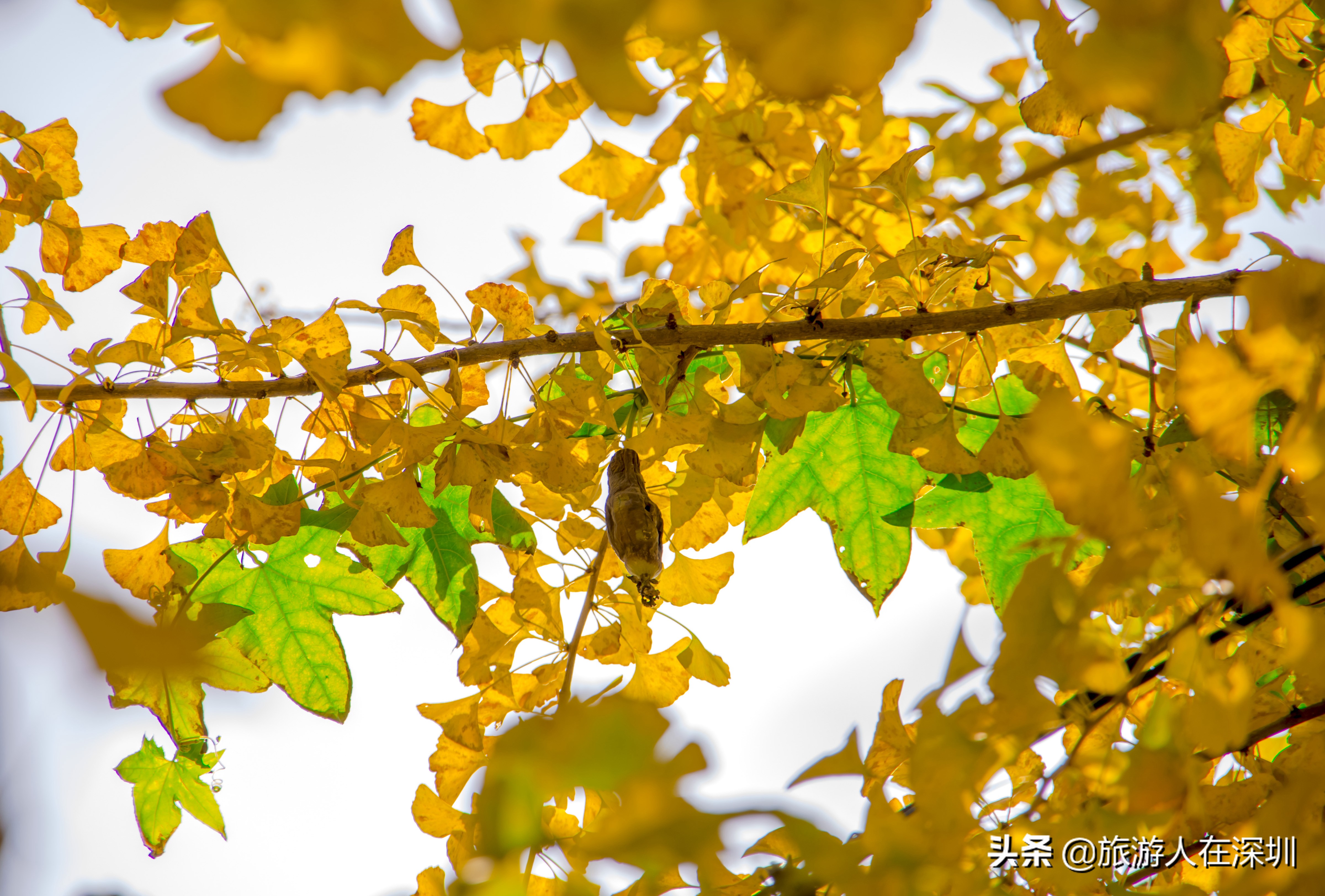 南雄看银杏一日游,去南雄看银杏叶哪里好看点
