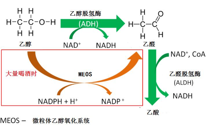 喝完白酒难受怎么解酒,白酒喝太多怎么解酒