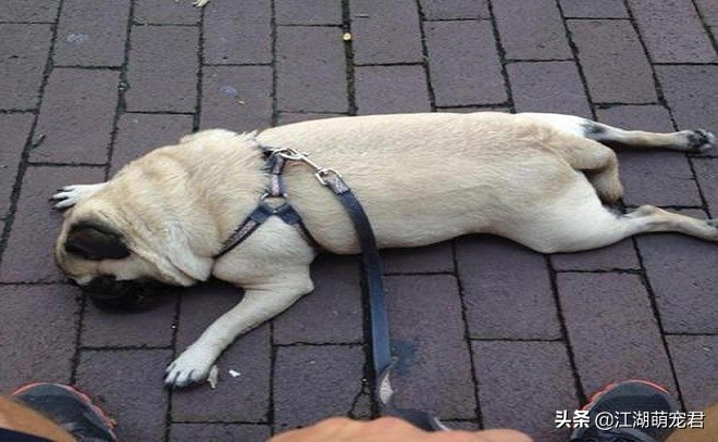 遛狗途中狗狗突然不肯走，不要生拉硬拽，可能是下面5个原因