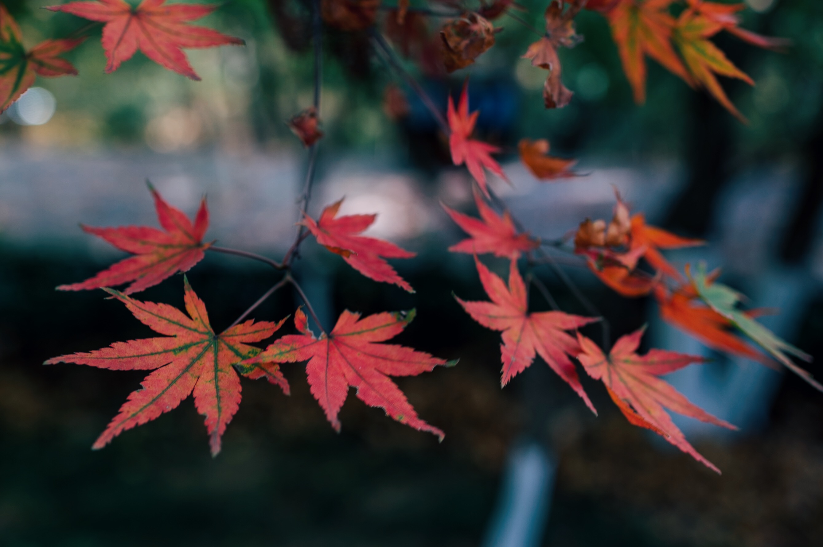 中国四大赏枫胜地南京栖霞山,南京栖霞山进入旅游赏枫季