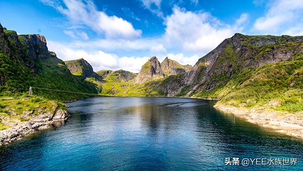 条纹小鲃成鱼发色图片,条纹小鲃发色