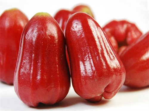 莲雾果种植,莲雾果种植技术