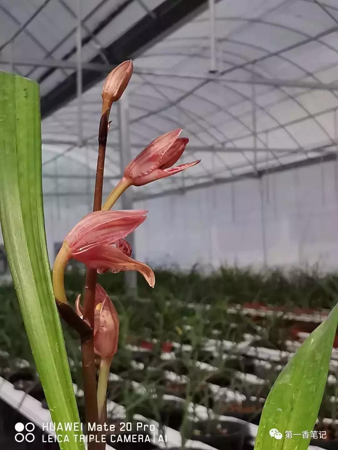 568:自强不息的兰花