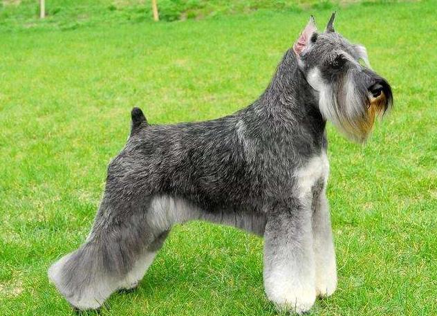 哪种狗狗适合新手养又不怎么掉毛,不容易掉毛适合新手养的狗狗