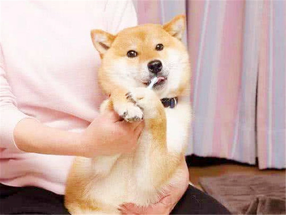 狗狗如何保养牙齿不口臭,狗狗牙齿脏又不让刷牙怎么办