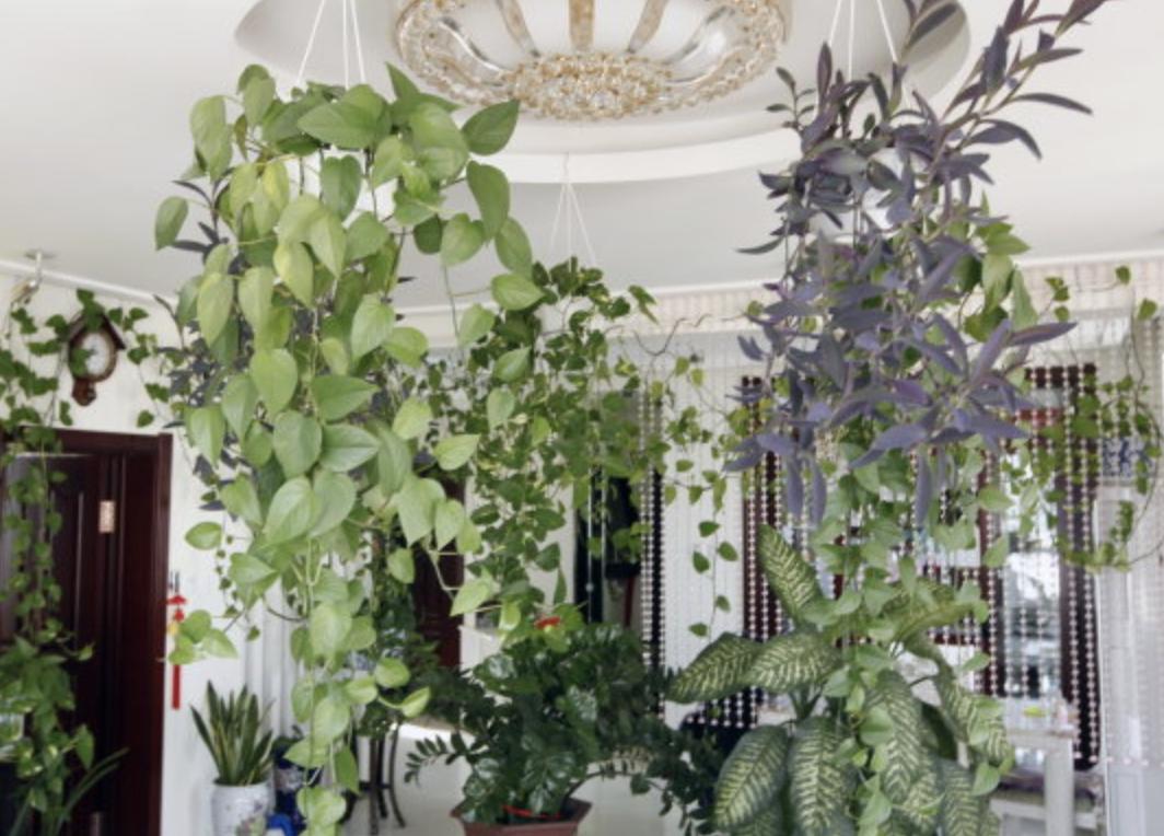 会爬墙的绿萝怎么养,绿萝爬墙经验