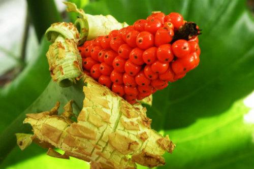 【食药科普大讲堂】不看不知道!岭南宝藏中药材图鉴(三)