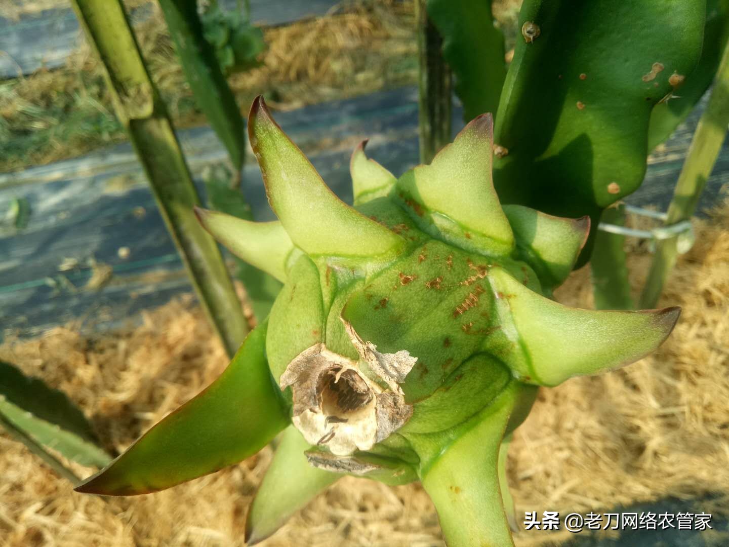 火龙果虫害规律,火龙果叶上长虫