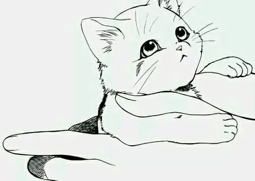 这些年，我和猫儿们之间不得不说的相爱相杀