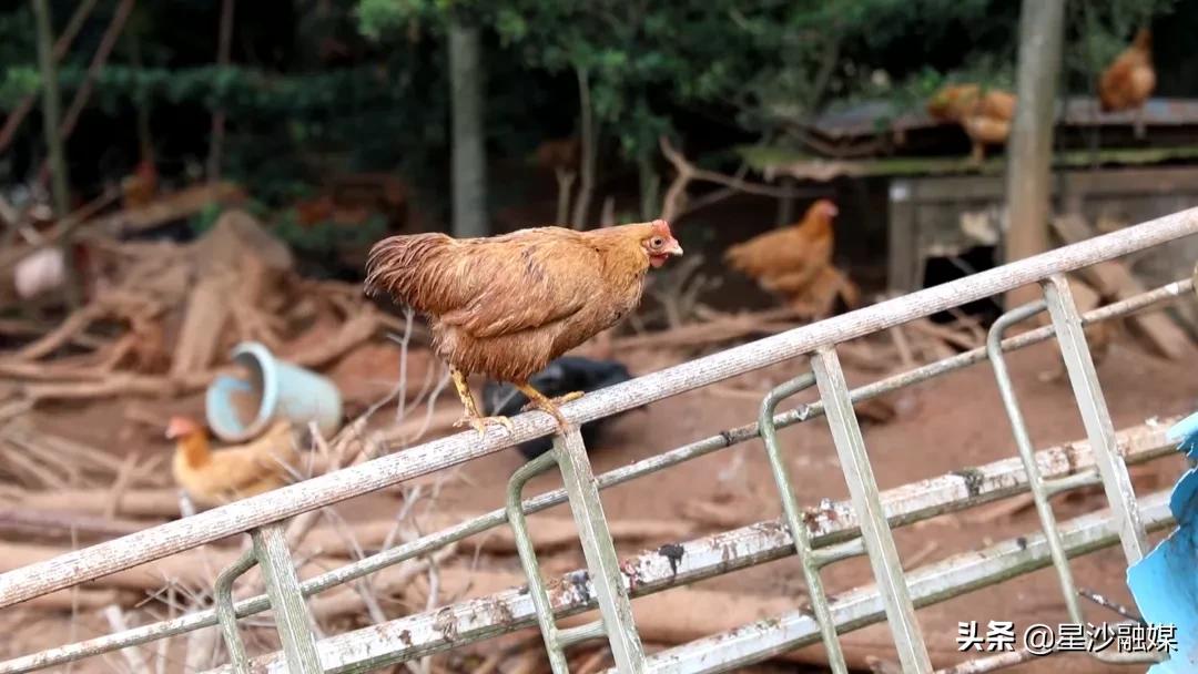 长沙家禽批发长沙市内送货上门,湖南家禽养殖基地出售