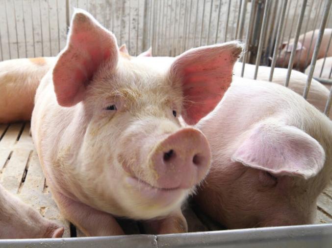 猪气喘是什么原因,猪气喘病的发病原因