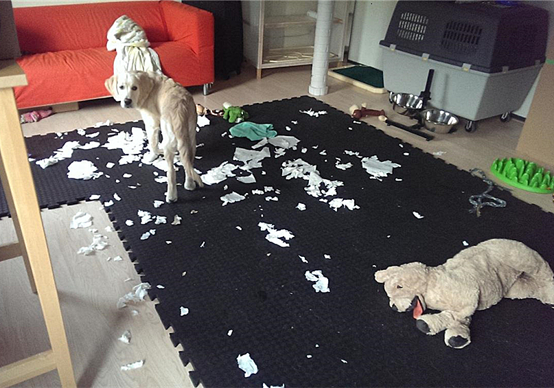 狗狗叛逆期应该怎么教育,狗狗叛逆期对主人叫咋办